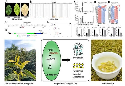 茶樹葉色白化的遺傳機制解析取得新進(jìn)展